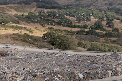 Las aves vuelan alrededor de los restos de basura que se han descartado para el reciclaje. 