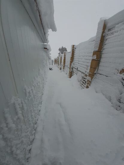 Open-air dog pens at the Animal Rescue España shelter were covered with snow.