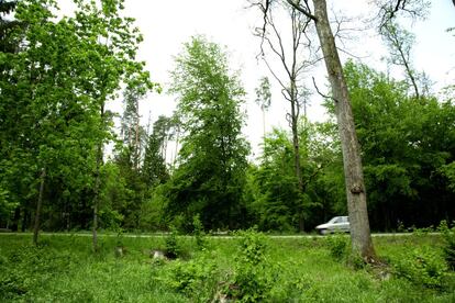 Bosque de Bialowieza en una de las zonas donde está permitida una mayor intervención.