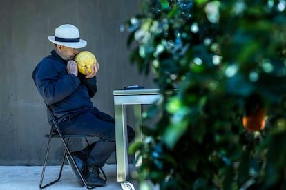 20/04/2021 - Vicente Todolí, exdirector de la Tate Modern y apasionado de los cítricos, en su finca de Palmera, Valencia ©Raúl Belinchón