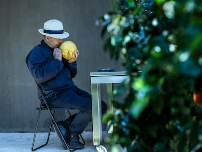 20/04/2021 - Vicente Todolí, exdirector de la Tate Modern y apasionado de los cítricos, en su finca de Palmera, Valencia ©Raúl Belinchón
