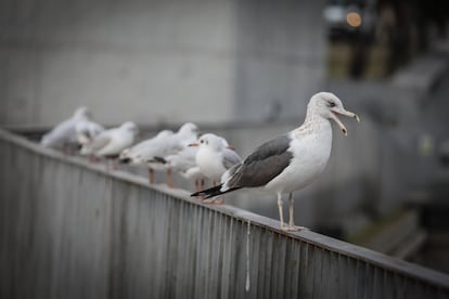 Una gaviota sombría junto a reidoras en una barandilla de Marqués de Vadillo. Es de tamaño mediano, y con el dorso de color negro en el plumaje de adulto. Más pequeña y más esbelta que la gaviota argéntea, con alas más largas y más puntiagudas y las patas de color amarillo. El color negro del dorso y las alas superiores de las aves adultas, y las puntas extensas de color negro de las alas inferiores, diferencian a la gaviota sombría de todas las otras especies de gaviotas. Anida en zonas costeras e islas, pero también en aguas interiores.