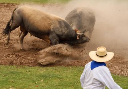 Una personas observa una pelea de toros, en la localidad de Majes, en la región andina de Arequipa, unos mil kilómetros al sur de la ciudad de Lima (Perú).