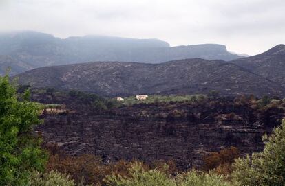 Paisaje de un bosque de Rasquera tras el incendio que arrasó más de 3.000 hectáreas.