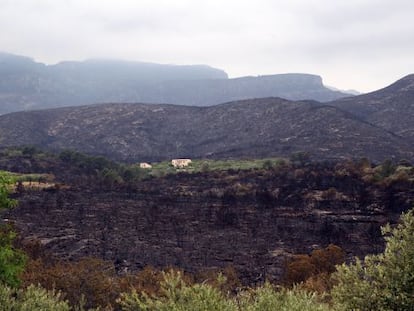 Paisaje de un bosque de Rasquera tras el incendio que arrasó más de 3.000 hectáreas.