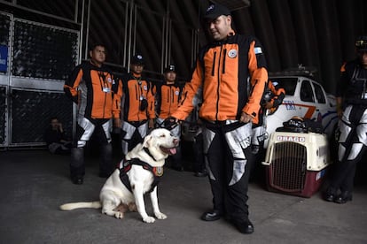Drago, un perro de rescate, espera con un grupo de 47 miembros del equipo de búsqueda y rescate de Guatemala mientras se preparan en la sede de protección civil en la ciudad de Guatemala el 21 de septiembre de 2017, antes de dirigirse a México para ayudar en el esfuerzo humanitario.