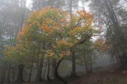 Los amarillos de un arce destacan entre las nieblas del bosque de Hormas, en la sierra de Riaño (León).