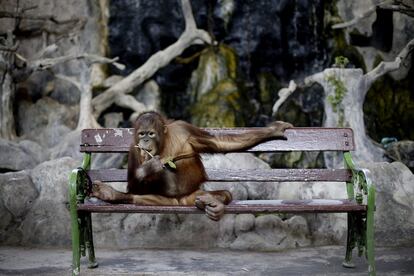 Un orangután sentado en un banco espera la llegada de visitantes que quieran hacerse una foto con él en un zoo de Bangkok (Tailandia). Diego Azubel (efe)