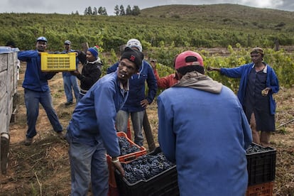 Los agricultores vuelcan las cajas llenas de uvas en el tractor. Johanna come algunas mientras espera que vacíen su caja.