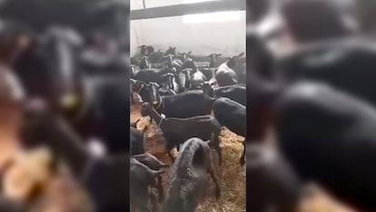 Cabras en el matadero de Andújar.