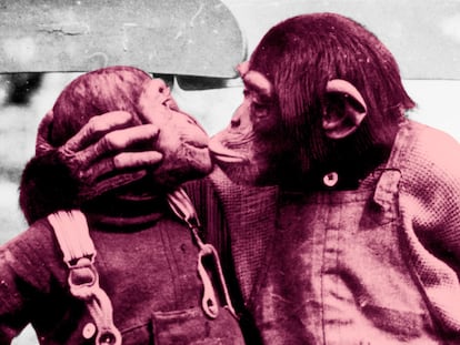 ¿Qué pueden enseñarnos los animales sobre sexo?