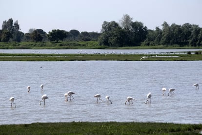 Flamencos en el Charco de la Boca, en el parque nacional de Doñana.