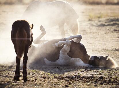 Un caballo rueda sobre un prado seco tras una larga ola de calor en Wehrheim, cerca de Frankfurt, Alemania.