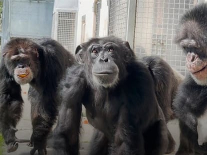 Esta es la reacción de la chimpancé Vainilla al estar por primera vez al aire libre a sus 28 años de edad, junio de 2023.