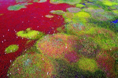 Otro rincón de gran importancia por su rica biodiversidad son las llanuras del Mar Amarillo y el golfo de Bohai, donde se encuentran espacios protegidos como la reserva nacional de Dadfeng Elk, en la provincia china de Jiansu. Se trata del sistema de marismas más grande del mundo, un ecosistema excepcionalmente productivo en el que viven numerosas especies de peces y crustáceos. Además, su importancia es vital para muchos pájaros migratorios que hacen parada en esta costa para mudar, invernar o anidar.