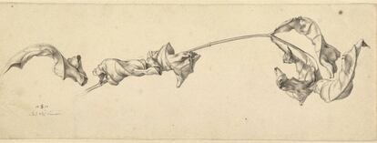 El dibujo 'Rama con hojas secas', de Julius Schnorr von Carolsfeld.