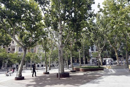 Ejemplares de plátanos de sombra en la plaza de Santa Bárbara