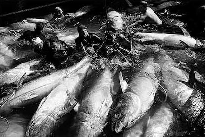 Fase final de la pesca de atunes en un barco italiano en aguas del golfo de Salerno.