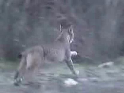 Un lince grabado en Castilla-La Mancha, donde se creía extinguido.