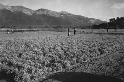 Imagen del fotógrafo estadounidense Ansel Adams (1902 1984) tomada en torno a 1943 en el Manzanar, en el valle de Owens, California, el más famoso de los campos de concentración en los que Estados Unidos confinó a 120.000 ciudadanos de origen japonés entre marzo de 1942 y noviembre de 1945 tras el ataque de Japón Pearl Harbour en diciembre de 1941. 