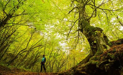 El parque natural de Urbasa, en Navarra, donde surge del río Urederra. 