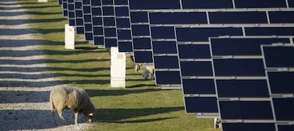 Una oveja pace junto a una central solar cerca de Karlsruhe.