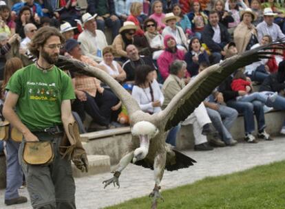 Un buitre leonado en el espectáculo de las rapaces en el parque de aventura Sendaviva, en Navarra.