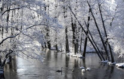 Los cisnes nadan en un pequeño lago cubierto de nieve después de que las temperaturas cayeran a menos -20 grados Celsius (-4 grados Fahrenheit) cerca de la ciudad de Ignalina, a unos 120 km al norte de la capital Vilna (Lituania).