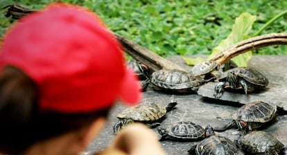 Gal&aacute;pagos en el jard&iacute;n tropical de la estaci&oacute;n de Atocha.