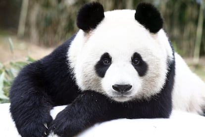 Ai Bao, una hembra de 3 años de oso panda chino, juega en el complejo Everland Resort de Yongin, al sur de Seúl (Corea del Sur).