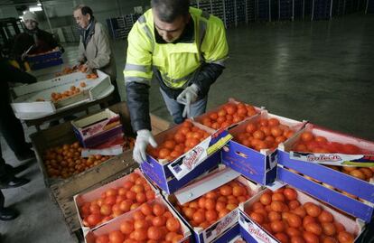 Un inspector revisa un cargamento de naranjas en Castellón.