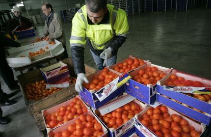 Un inspector revisa un cargamento de naranjas en Castell&oacute;n.