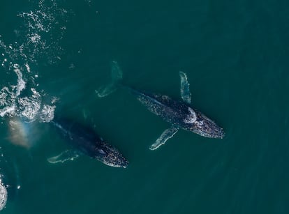 Dos ballenas jorobadas nadan en las costas del parque provincial, en la Patagonia argentina.