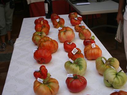 El tomate y el oso