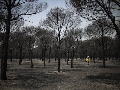 Zona arrasada por las llamas en el espacio natural de Doñana en junio de 2017.