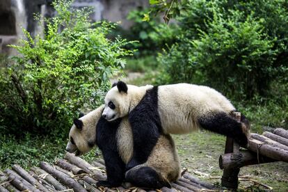 Dos pandas jugando.