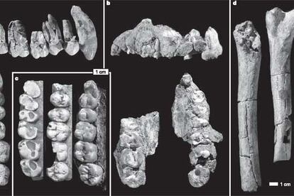 Nuevos fósiles de <i>Australophitecus anamensis</i> junto a un fémur de <i>Lucy</i> (a la derecha).