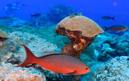 Fish swim around brain coral deep below ocean at the Flower Garden Banks National Marine Sanctuary in the Gulf of Mexico Saturday, Sept. 16, 2023. Sheltered in a deep, cool habitat far from shore, the reefs in the Flower Garden Banks boast a stunning amount of coral coverage. (AP Photo/LM Otero)