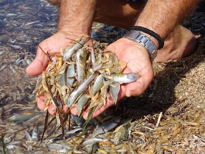 La Dana dejó toneladas de crustáceos y peces muertos en el Mar Menor.