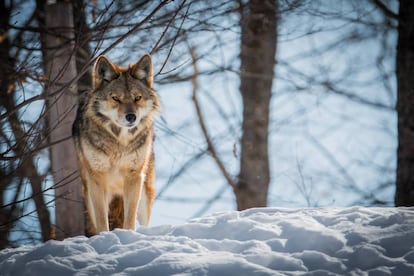 Un coyote en un bosque cubierto de nieve, en Canadá.