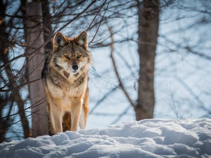 Un coyote en un bosque cubierto de nieve, en Canadá.