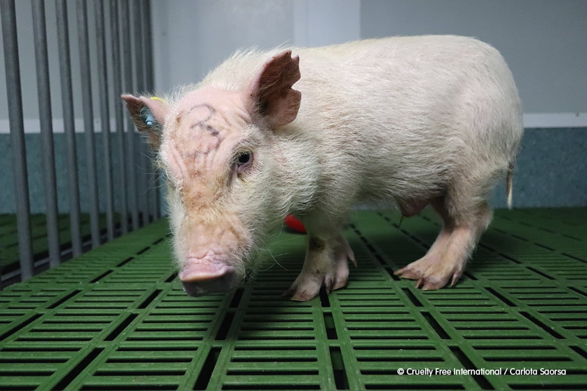 Vivotecnia: Estamos preocupados com os animais de laboratório? | Ciência |  EL PAÍS Brasil