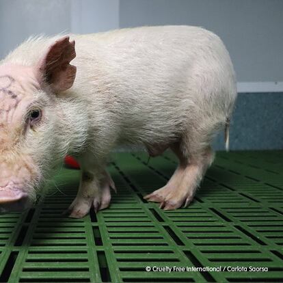Cerdo del laboratorio Vivotecnia