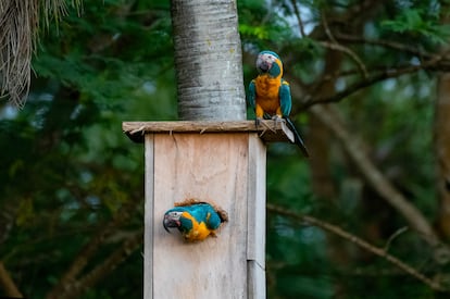 GUACAMAYA-BARBA AZUL