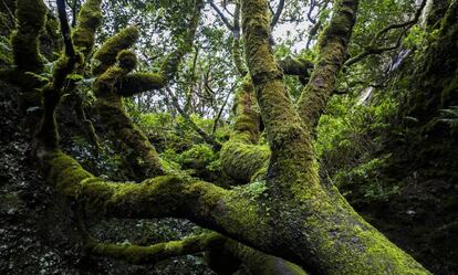 The old residents of El Hierro worshiped the Garoé tree, which captured water in its branches that was then stored in times of drought.