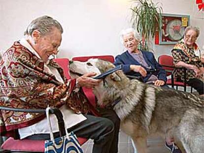 Varias ancianas con perros amaestrados en Navalcarnero.