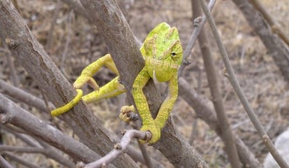 "Chamaeleo chamaeleon", la especia más conocida del género.