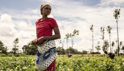 Una agricultura, en una plantación de una cooperativa de judías en Kenia.