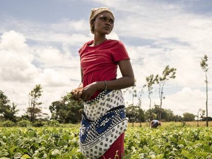 Una agricultura, en una plantación de una cooperativa de judías en Kenia.