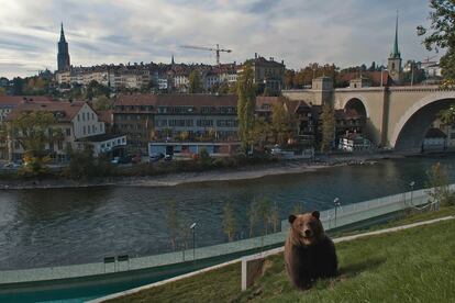 El oso es el símbolo de Berna. Las leyendas cuentan que el duque fundador de la ciudad decidió ponerle el nombre del primer animal que cazara. Leyenda o no, el parque de los osos, el Bärenpark, es uno de los lugares más populares para los berneses.